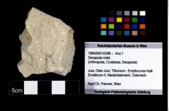 Foto (Objekt + Etikett) von Decapoda indet.  (NHMW-GEO-1990-0041-0388)